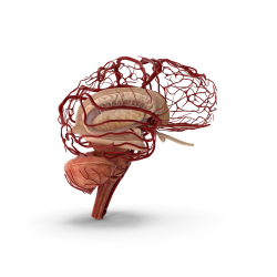 Brain Structures Icon
